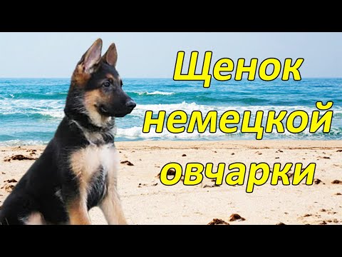 Щенок немецкой овчарки  2,5 мес. Первая прогулка на берег моря.