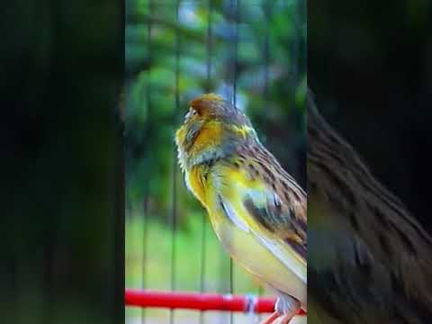 Belgian Canary