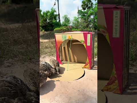 Really creative unique quail trap using cardboard box and bottle plastic #shortsvideo