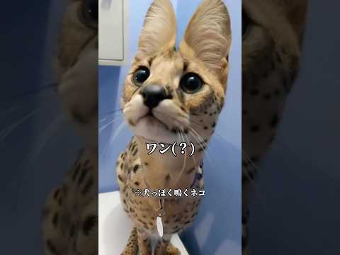 変な鳴き声のネコ