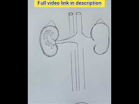 Human Excretory System Diagram | Step by step | Very Easy | #excretory_system #biodiagram #cbse