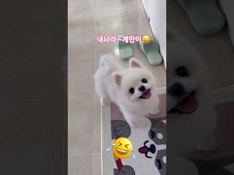 #계란효능 #삶은계란 #먹고싶다 #puppylife #cúncondễthương