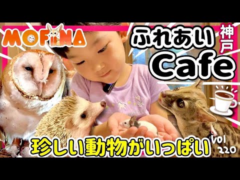 "Mofiina" where you can interact with baby civet cats! ️ [vol.219] cafe N/Kobe Theme Park