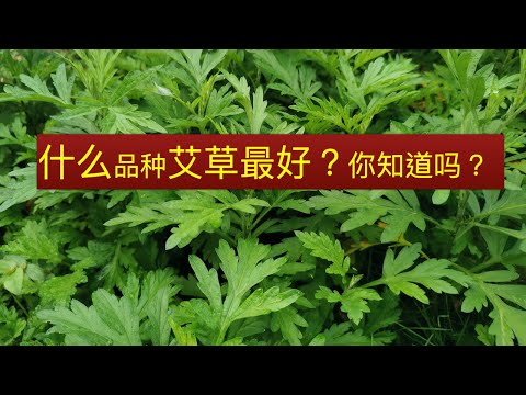 艾草最早见于《神农本草经》Mugwort leaves benefit.