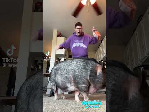 Can your pet do the Veggie Dance? #shorts