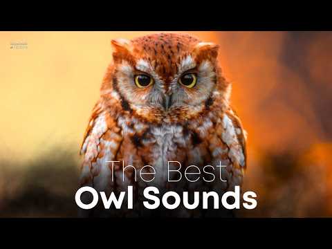 The Mysterious Sounds of the Eastern Screech-Owl: Experience Nature's Nocturnal Symphony