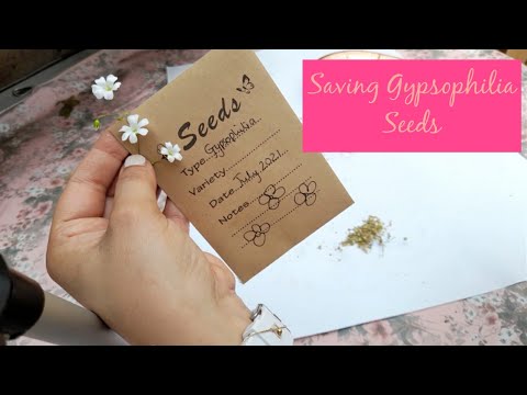 Seed Saving 🌸 How to Save Gypsophilia Seeds 🌸 Free Seeds 🌸