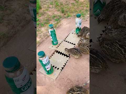 amazing diy bird trap #diy_creative #shorts