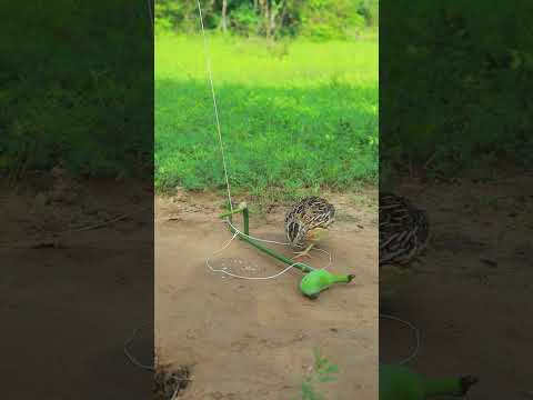 Amazing Quail Trap Creativity #shorts #ytshorts #shortvideo