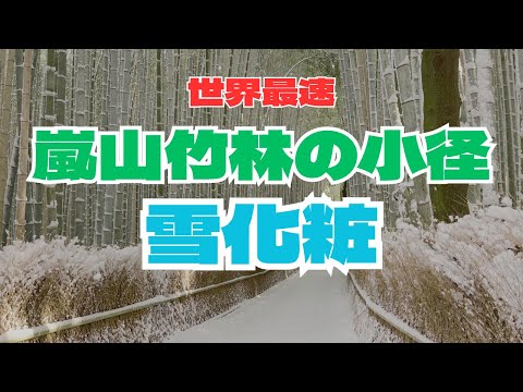 [Feb 8] Silver-covered Kyoto Arashiyama! The bamboo grove path is too beautiful