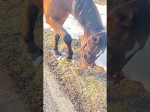 春はもうすぐ🐴🌸だと思ったら、勘違いでした。#今日は雪 #つもってます #サチモ #horse #ひな祭り