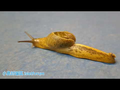 雨後蝸牛們 Snails after rain mhp4031 sept2024