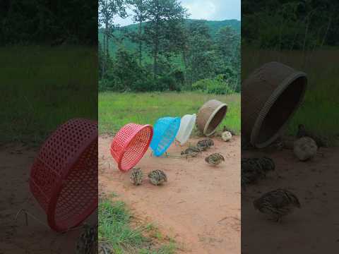 DIY Bird Trap - Easy Creative Quail Trap From 4 Baskets #animaltrap #shortvideo #shorts