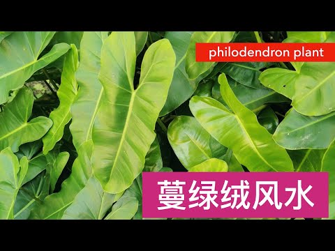 蔓绿绒(贝拉的植物)它有毒吗? 可以吃吗？philodendron burle marx (heart shape leaves)