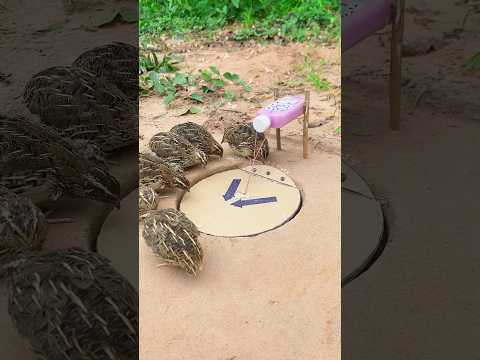 Technique DIY Quail Trap Using Paper And Bottle Plastic #Shorts