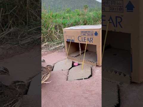 Unique Quail Trap - Best Underground Quail Trap Using Cardboard Box #shorts