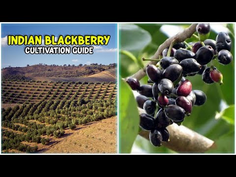 Black Jamun (Indian Blackberry) Farming | Black Plum Fruit Cultivation Guide