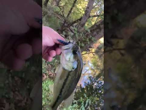 Small Creek fishing in East Tn