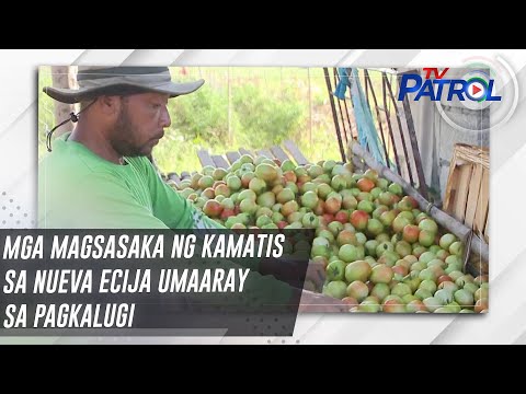 Mga magsasaka ng kamatis sa Nueva Ecija umaaray sa pagkalugi | TV Patrol