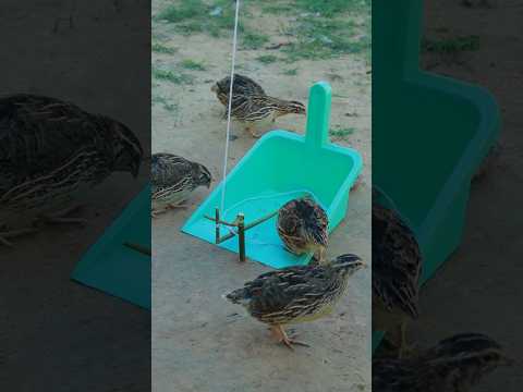 New Creative Quail Trap Technique #shorts #shortsviral #animaltrap