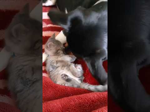 Dog Playing with Cute Kitten