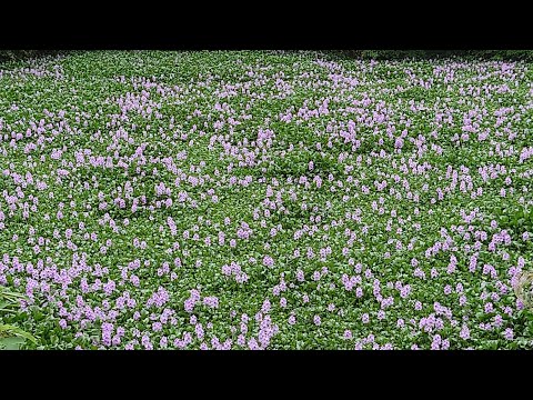 峨眉湖的布袋蓮花海（布袋蓮又稱鳳眼蓮，整片紫色花海還蠻壯觀的！）花期只有兩週