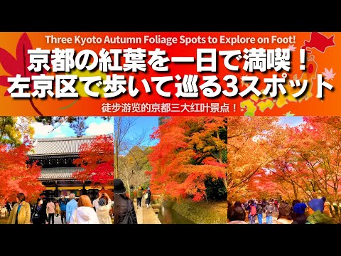 【Kyoto】3 Walkable Autumn Foliage Spots in Sakyo Ward, Kyoto