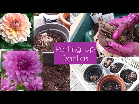 Potting Up Dahlia Tubers for Earlier Blooms 🌸 Grow With Me - with Updates 🌸