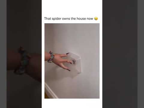 Who needs a vacuum when you’ve got an eight-legged cleaning machine? 🤣🤣🕷️