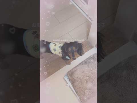 【ナイトルーティーン】愛犬が待っててくれるお風呂生活🫧🛁#愛犬のいる暮らし #ダックスのいる暮らし #ナイトルーティーン #バスボム #スライム