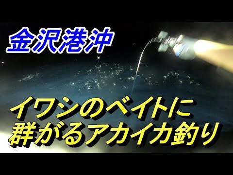 【金沢港沖】アカイカ釣りに出てみた！新調したタックルで！！