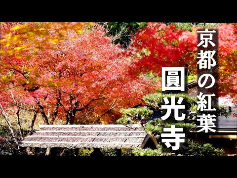 Stunning! Latest！2024.11.28🍁Kyoto Autumn Leaves/Enkou-ji Temple