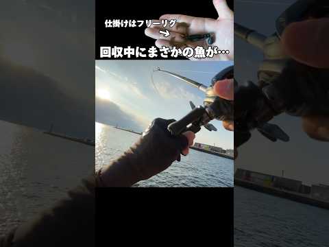 回収中にまさかの魚が… #shorts bash釣り