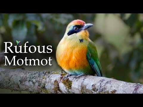 Exotic Rufous Motmot SONGBIRDS That Will Blow Your Mind!