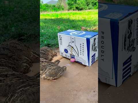 simple quick Underground Quail Trap Using Cardboard Box