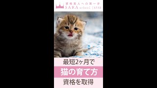 【猫資格】猫の育て方アドバイザー資格取得の通信講座！【SARAスクール】