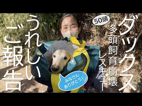 嬉しいご報告　多頭飼育崩壊から、こんなにも幸せになったダックス達😭😭😭　ラストに私からのメッセージ😭😭😭　石田ひかり　まぁるい生活　＃みさきアニマルすまいる