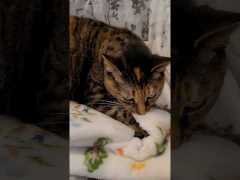 Torbie cat makes biscuits with the cutest blanket 😍 💕