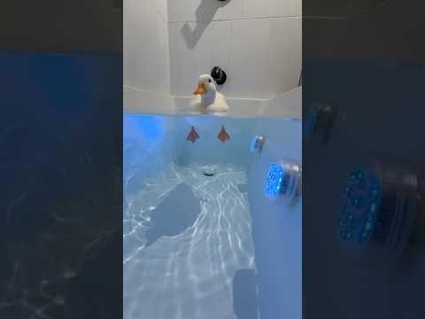 The duck is in the bathtub #shorts