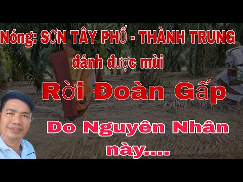 Đoàn Nguy Kịch - Lê quang Hà - Thành Trung Đánh được Mùi...