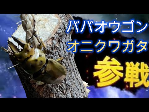 りおぼーが夏休みに出会ったカブトムシ、クワガタムシ全員参戦！