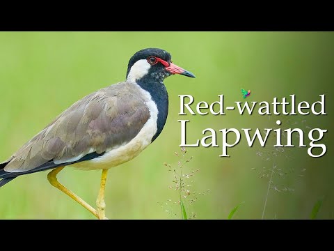 Red Wattled Lapwing Sound [Vanellus indicus] Nature Sounds