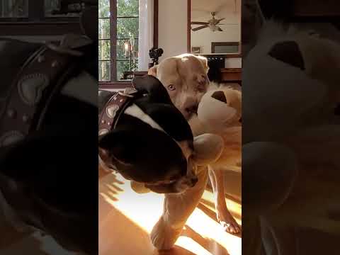 Rescue Dog Who Was Scared Of His Foster Dad Finally Warms Up | The Dodo