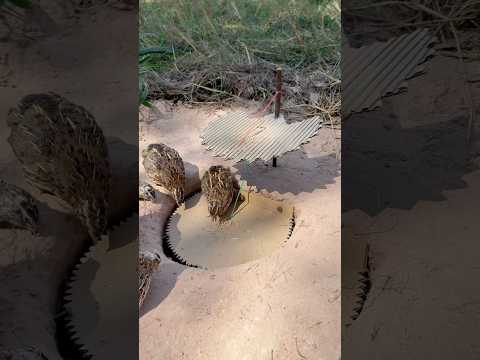 Create Easy Unique Underground Quail Trap #shorts