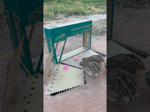 New And Unique Quail Trap - Best Underground Quail Trap Using Cardboard Box #shorts