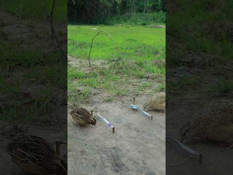 Quick Simple Build Quail Trap #youtubeshorts