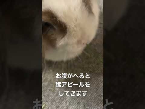 牧草を一気喰いするうさぎ #shorts #うさぎ #ペット #ロップイヤー #きなこ