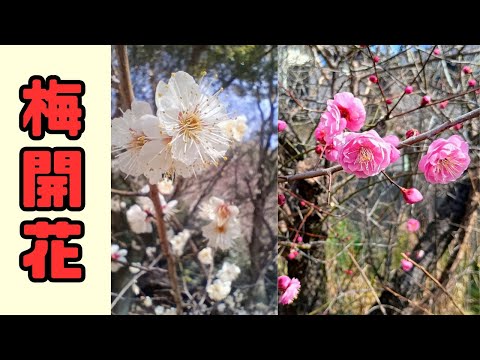 梅の花が開花しました/徳島中央公園/2025