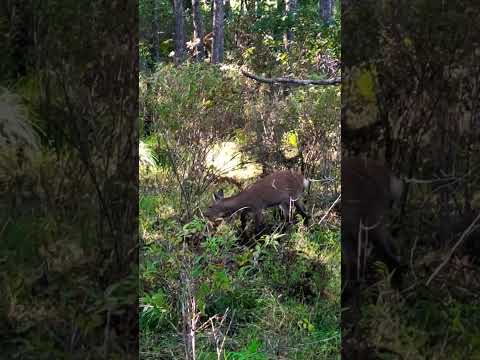 釧路湿原のシカ 温根内木道; The deer at Kuhiro Marsh #deer