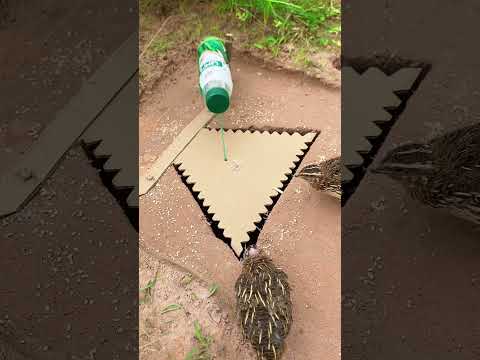 Amazing Unique DIY Bird Trap Using Cardboard Box